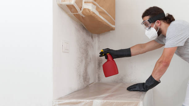 Basement Mold Remediation treatment on basement walls in Woodbury